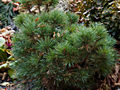 Pinus sylvestris Chybie HB IMG_1329 Sosna pospolita